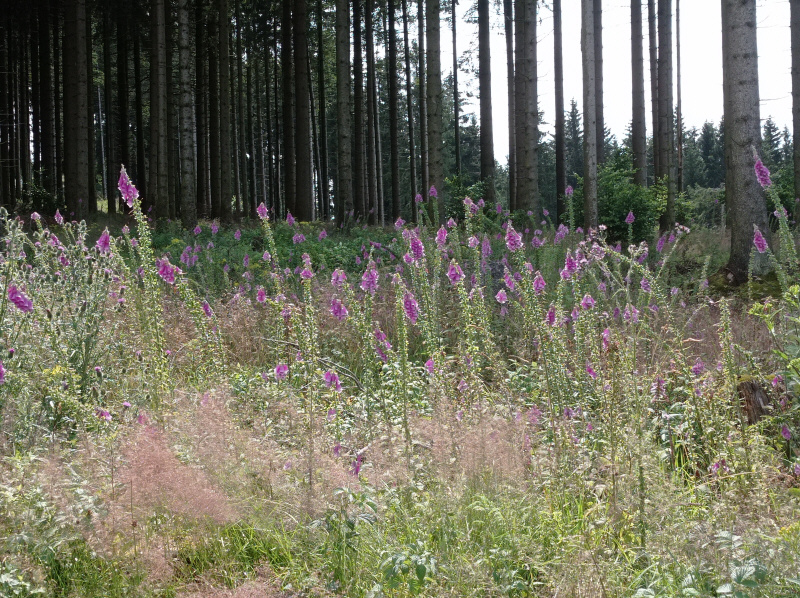 Natur im Aartal