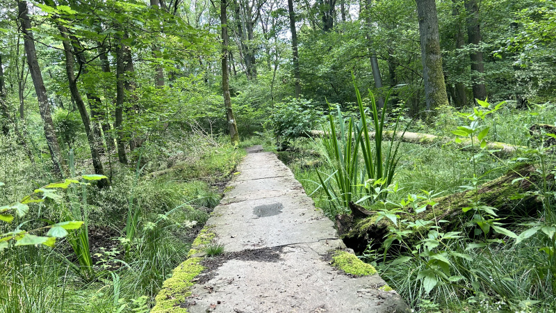  Waldwege an der Möhne